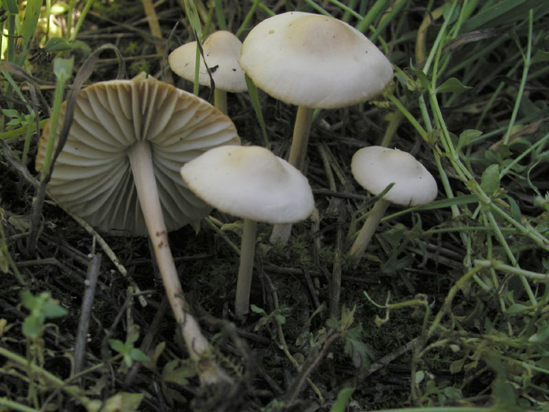 Marasmius oreades